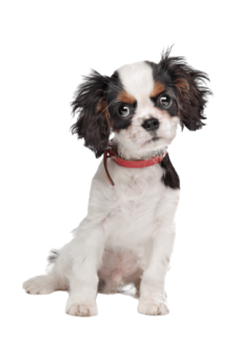 a small white and brown dog sitting down