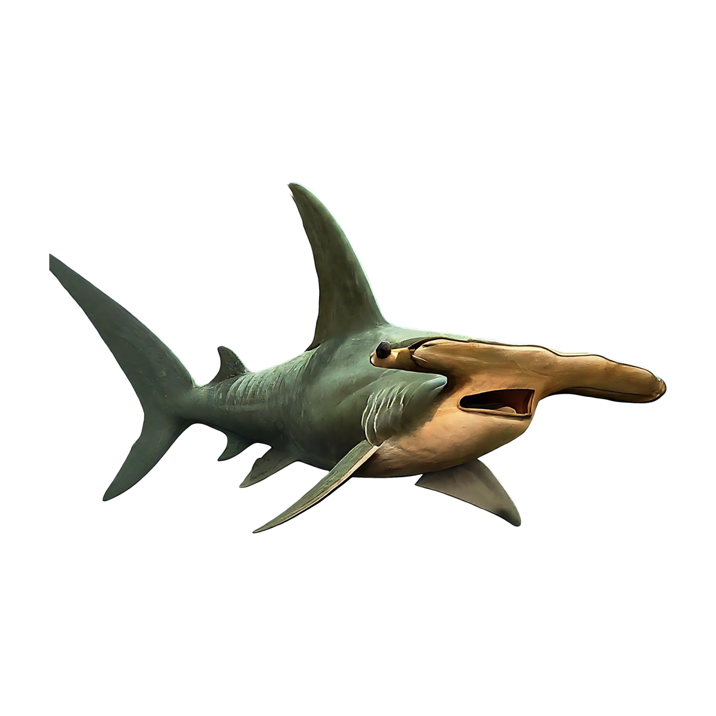 a shark with its mouth open in the air
