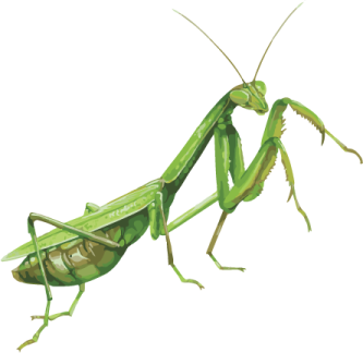 a praying mantis on a white background