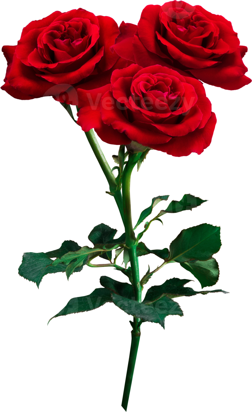 two red roses on a white background