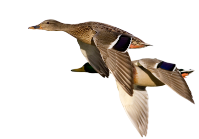 two ducks flying in the air