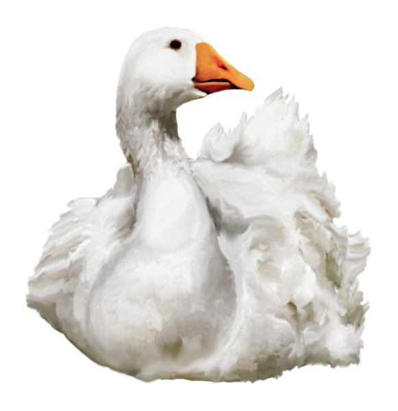 the duck is white