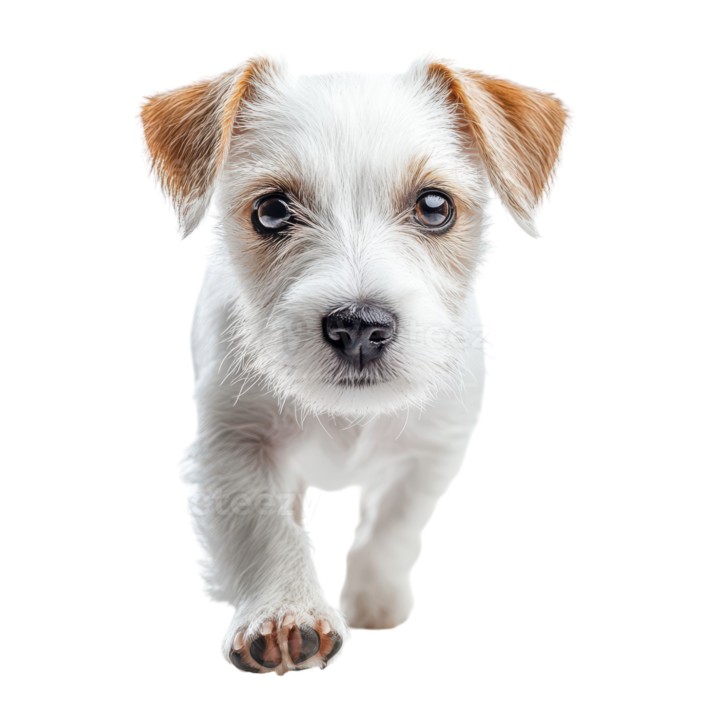 a small white and brown dog running towards the camera