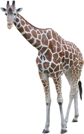 the gi is brown and white