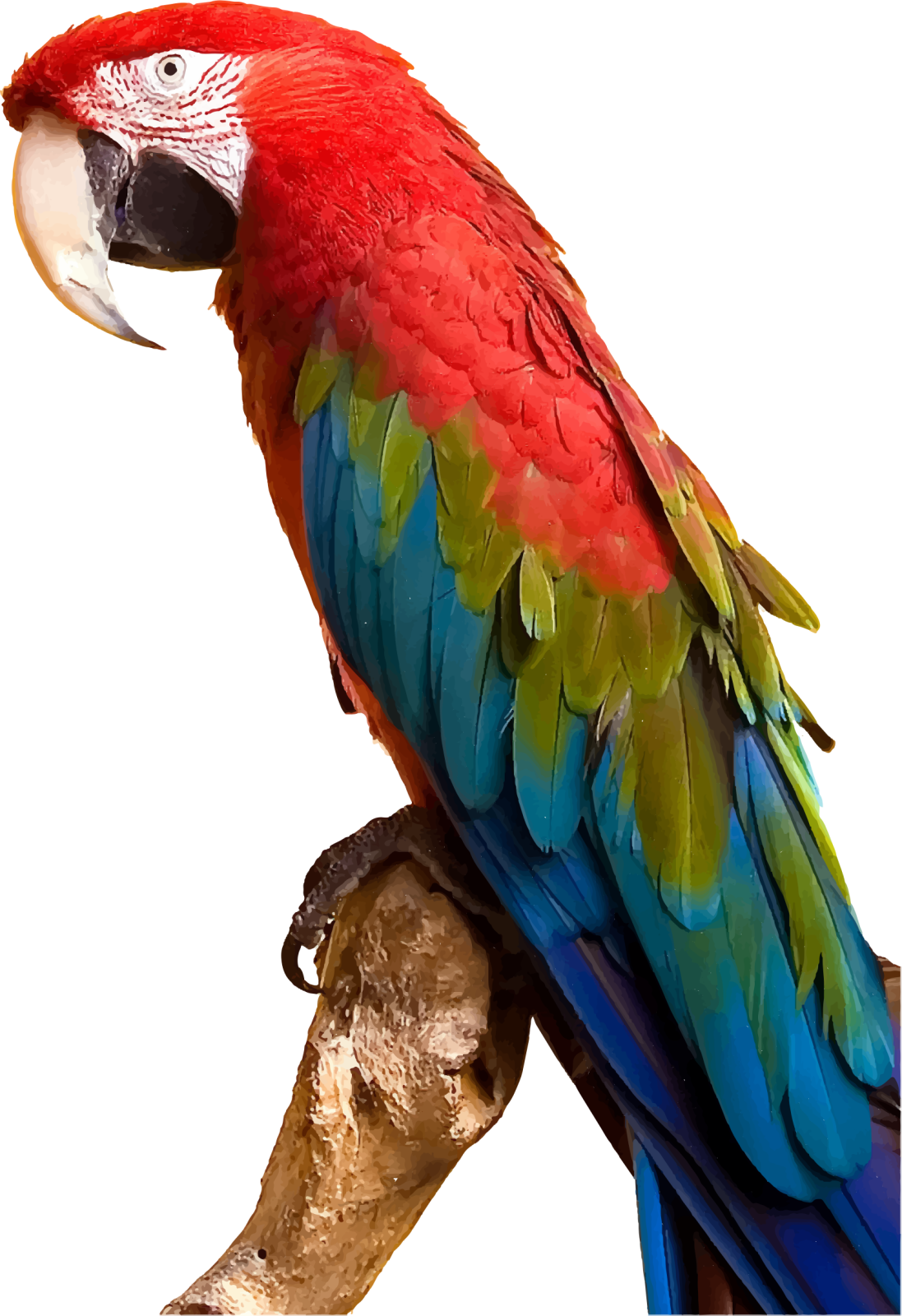 a parrot perched on a branch of a tree
