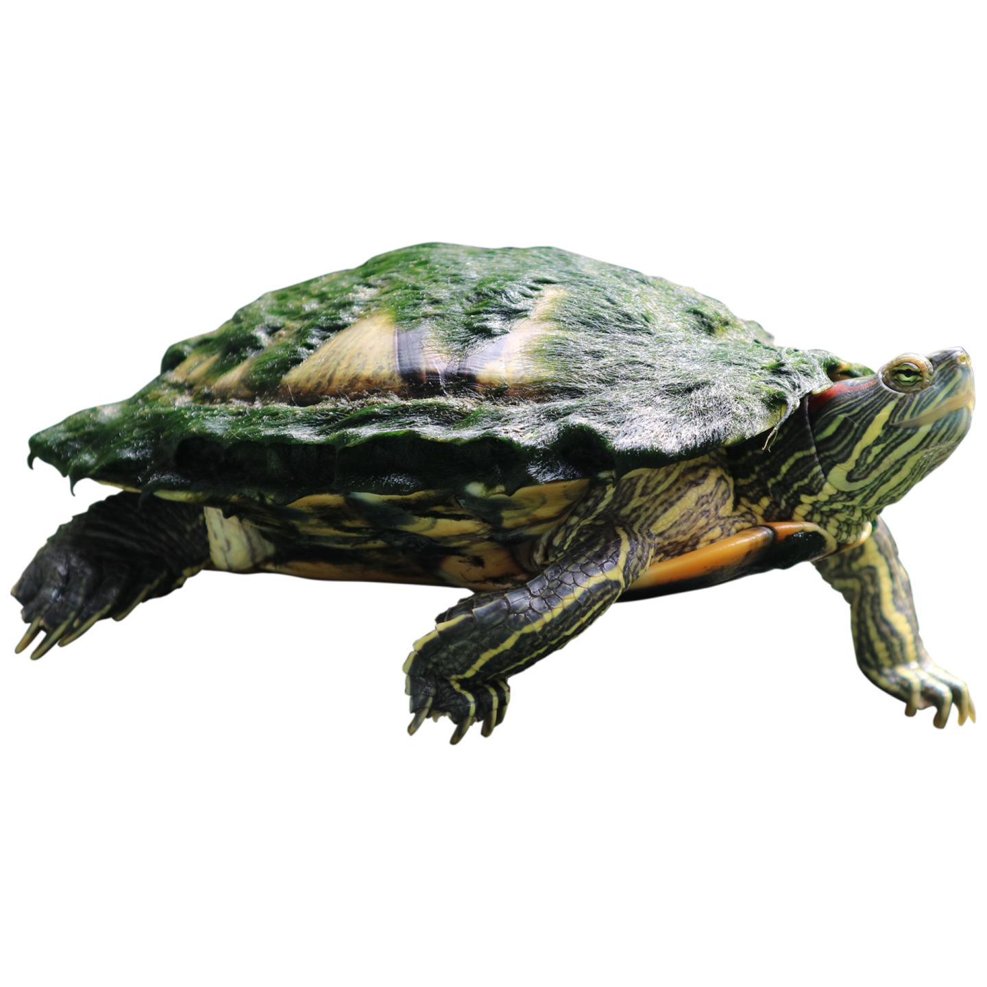 a turtle on a white background