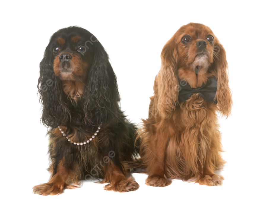 two dogs sitting next to each other dog