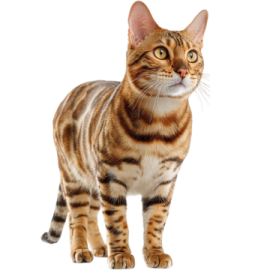 a cat standing on a white background