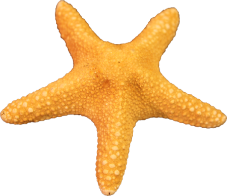 a starfish on a white background