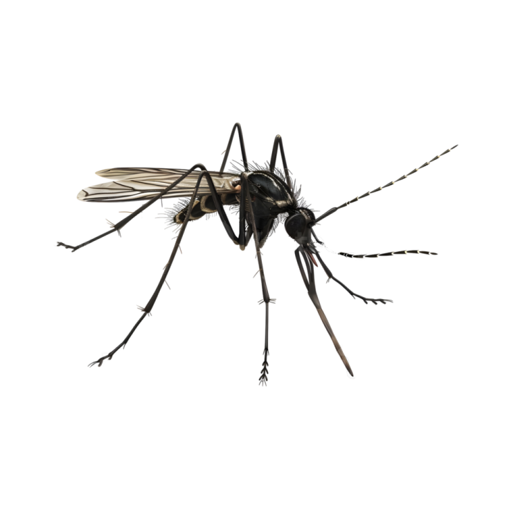a black fly insect on a white background