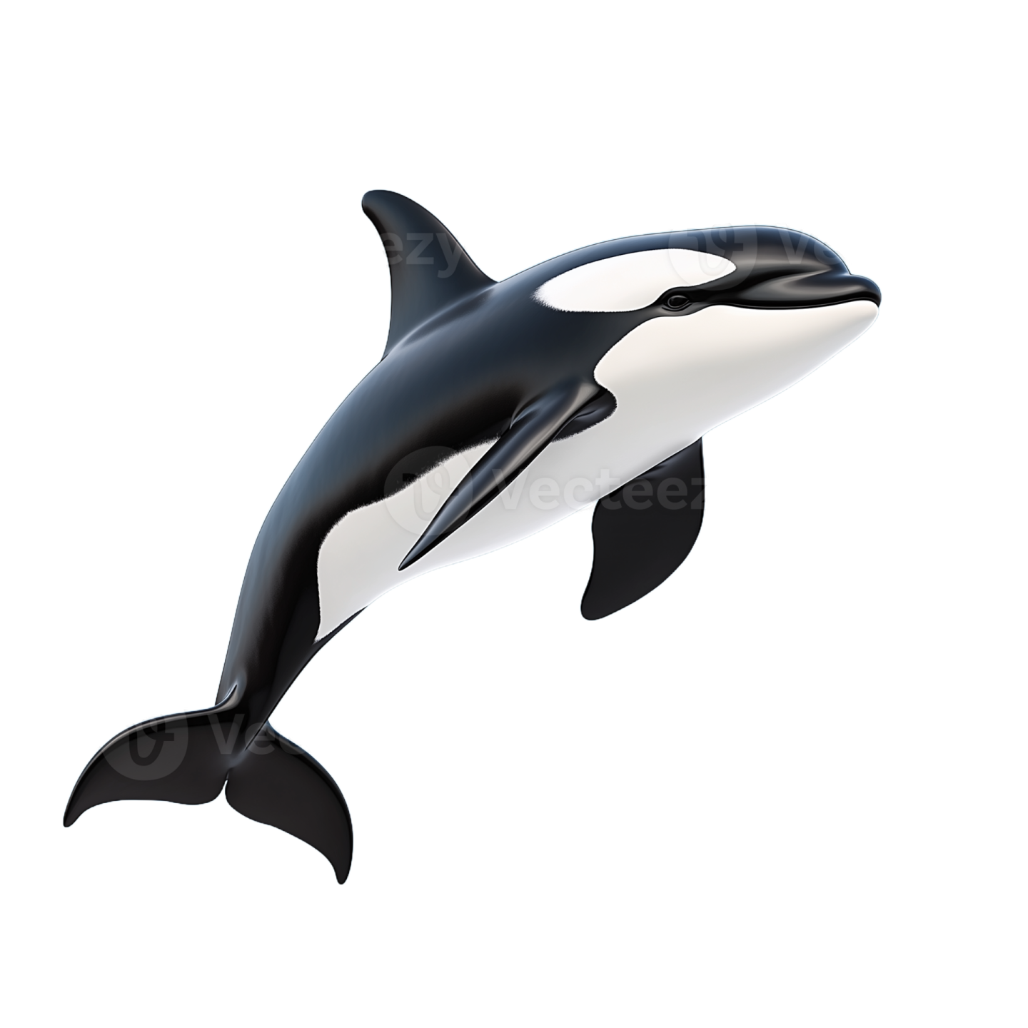 an orca jumping in the air on a white background