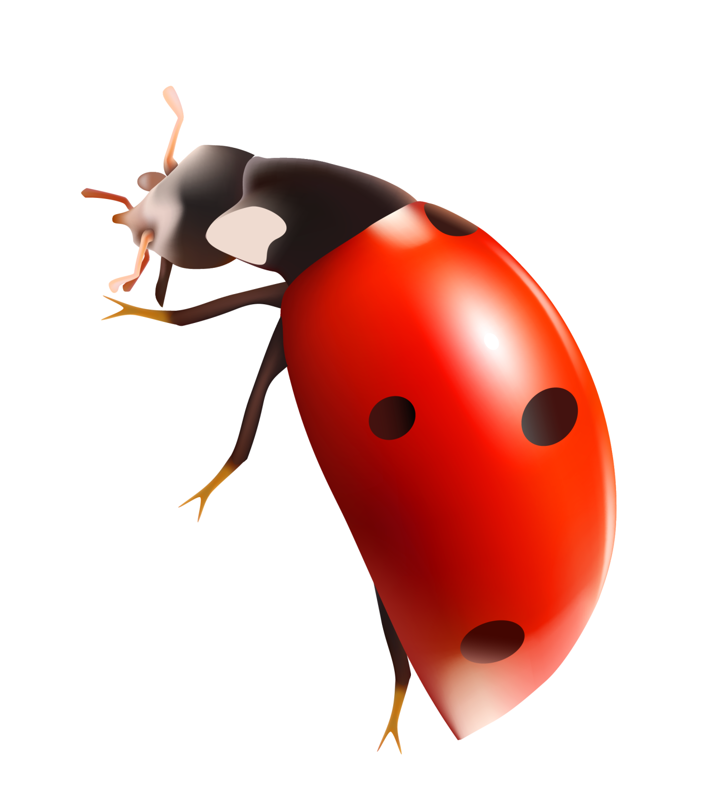 a ladybug on a white background