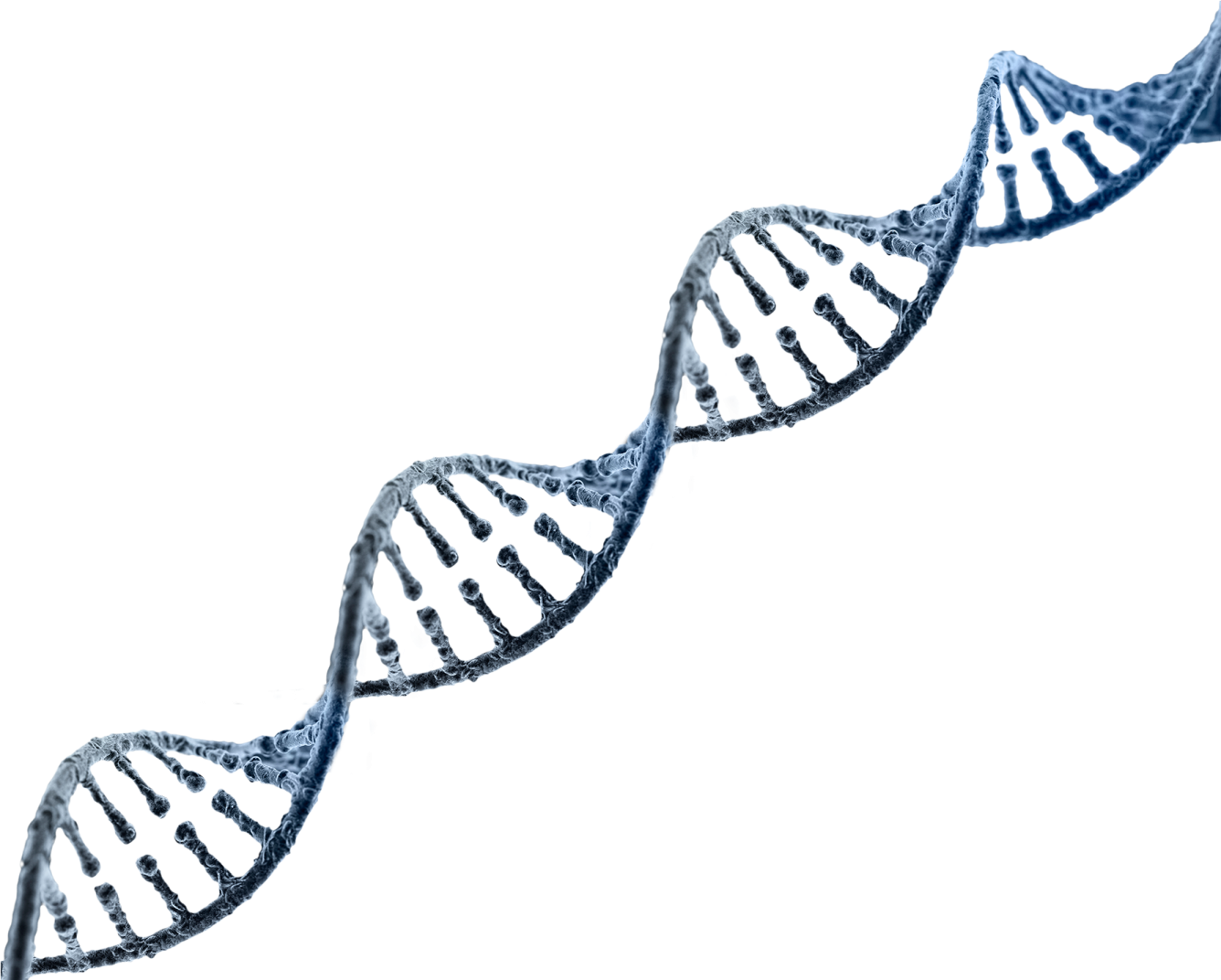 a blue and white dna strip on a white background