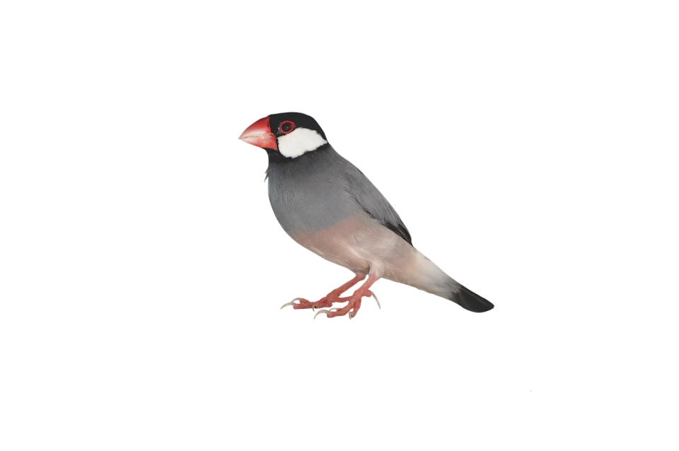 a bird standing on top of a white surface