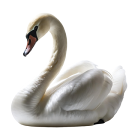 a white swan is sitting on the ground