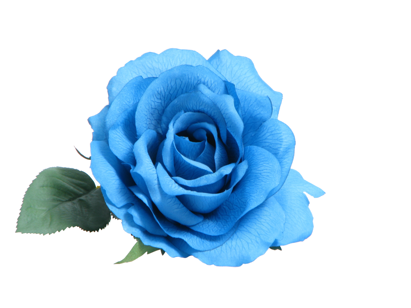 a blue rose on a white background