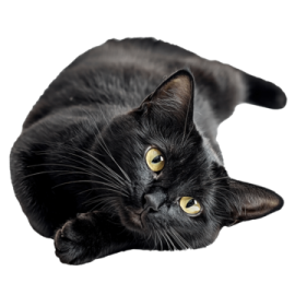 a black cat laying down on the floor