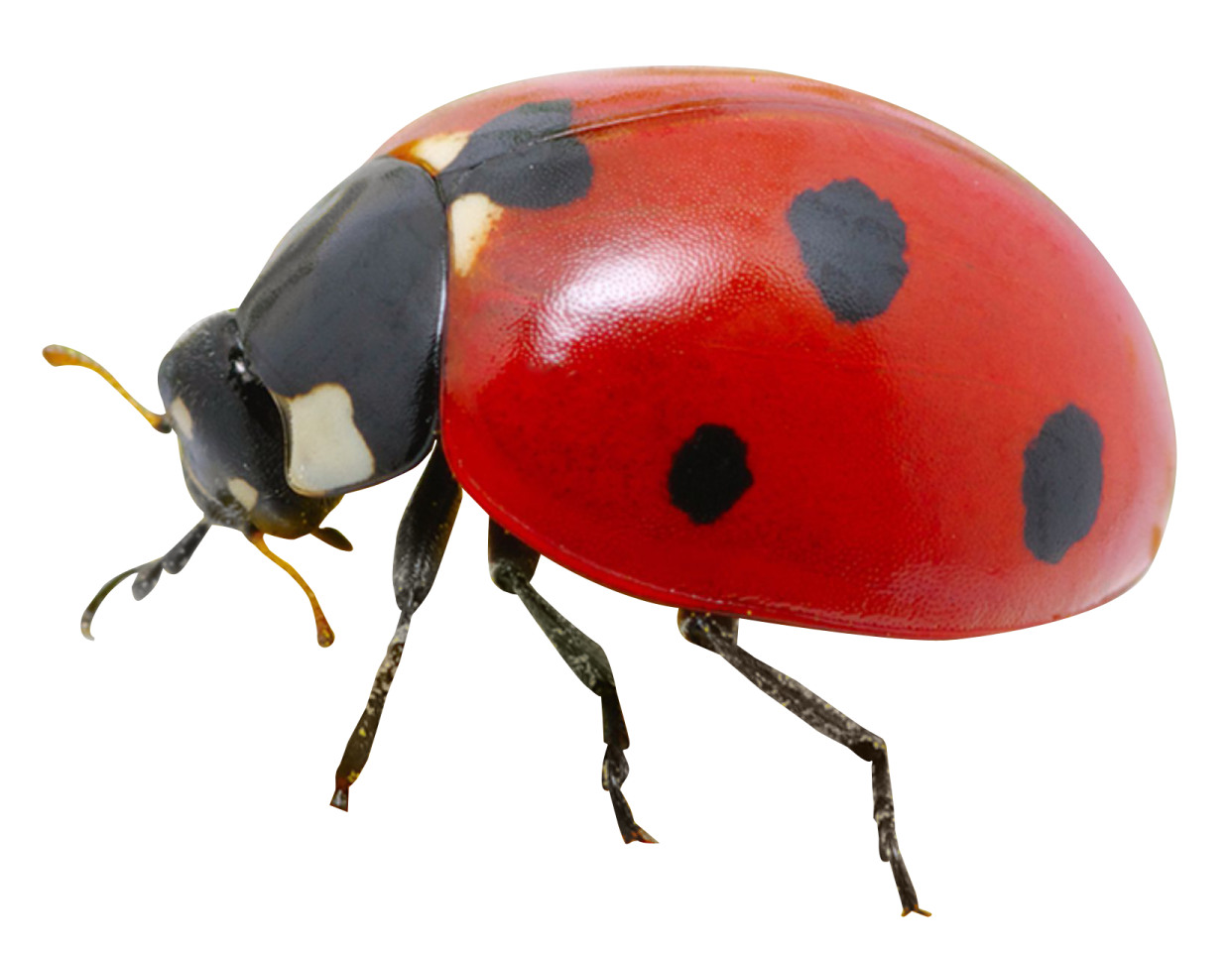 a ladybird beetle on a white background