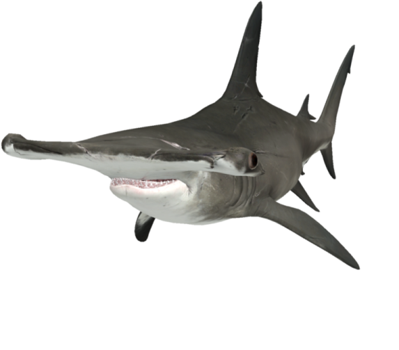an image of a shark with its mouth open