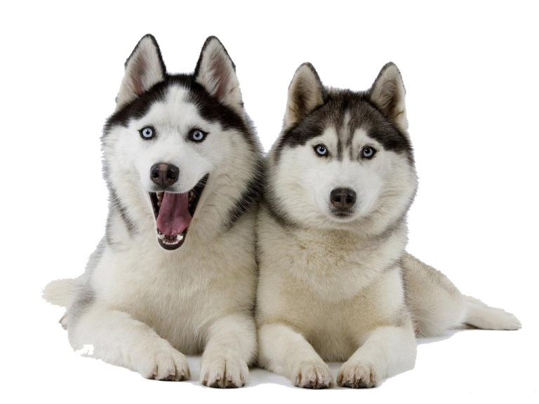 two husky dogs laying next to each other dogs