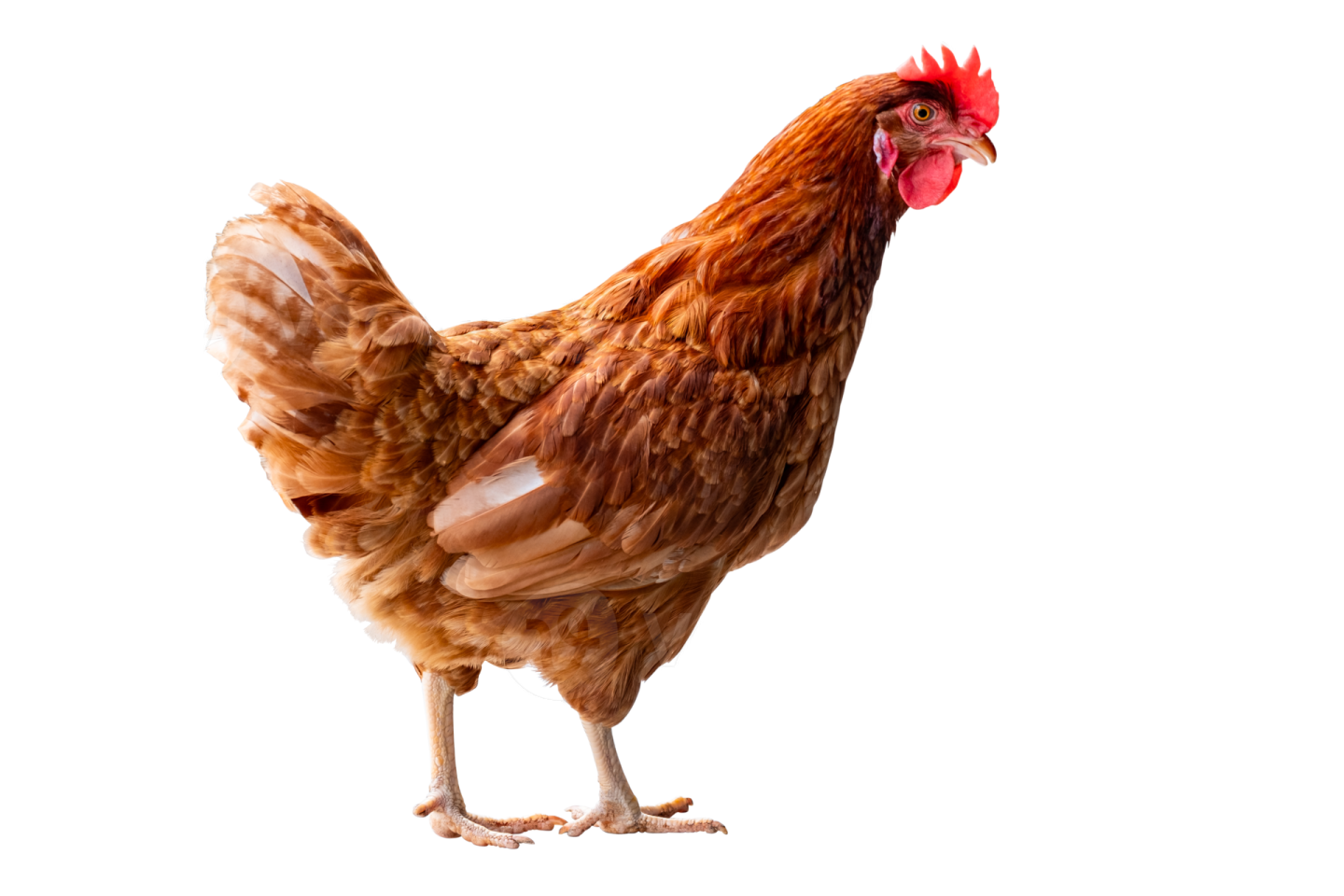 a brown chicken standing on top of a white surface
