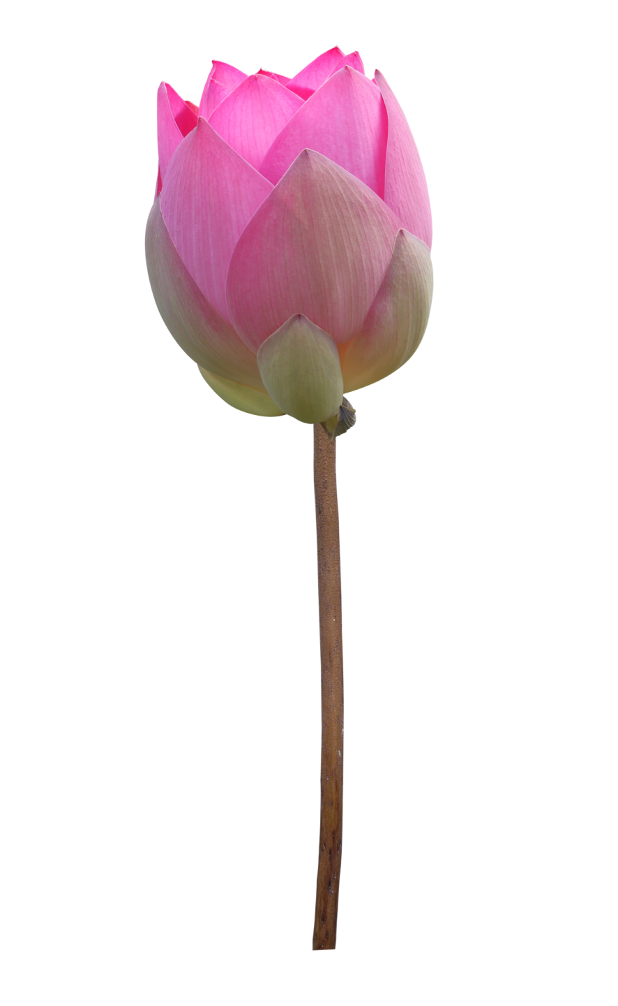 a pink lotus flower on a white background