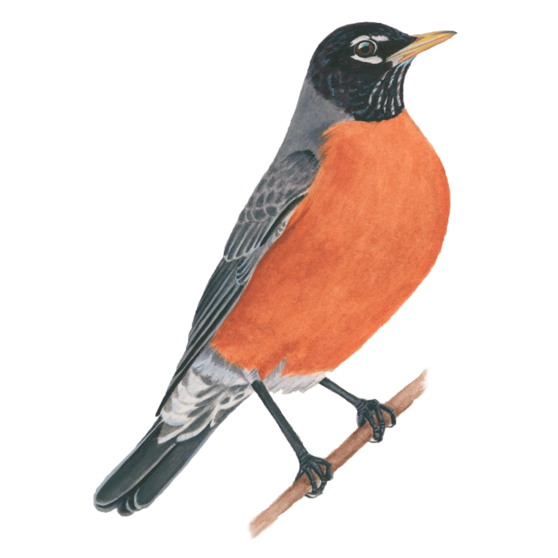 a watercolor painting of a bird on a branch