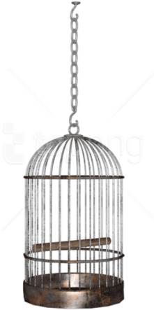 a bird in a cage on a white background