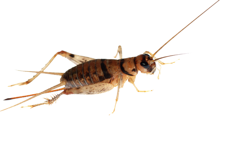 a close up of a cricket on a white background