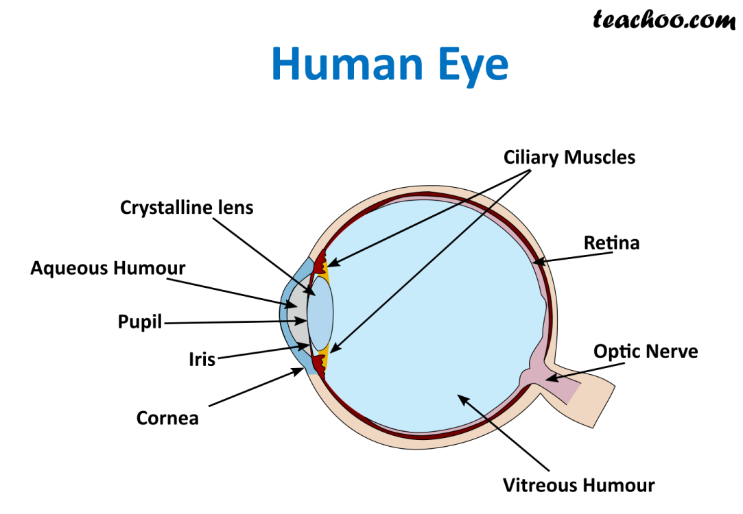 the human eye