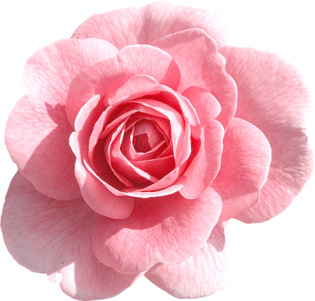 a pink rose flower on a white background