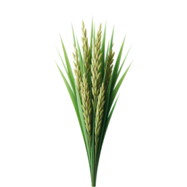a bunch of wheat stalks