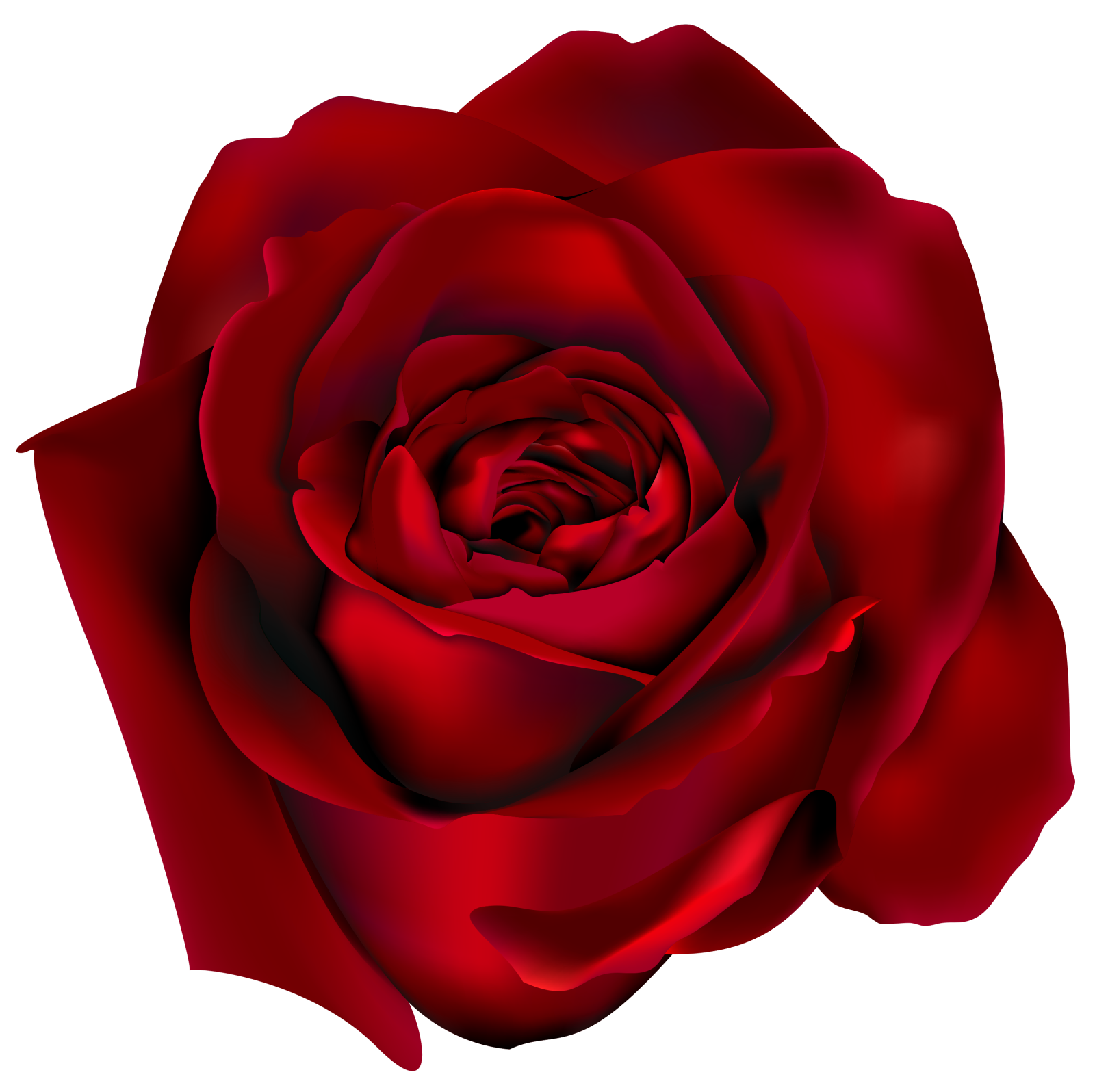 a red rose on a white background