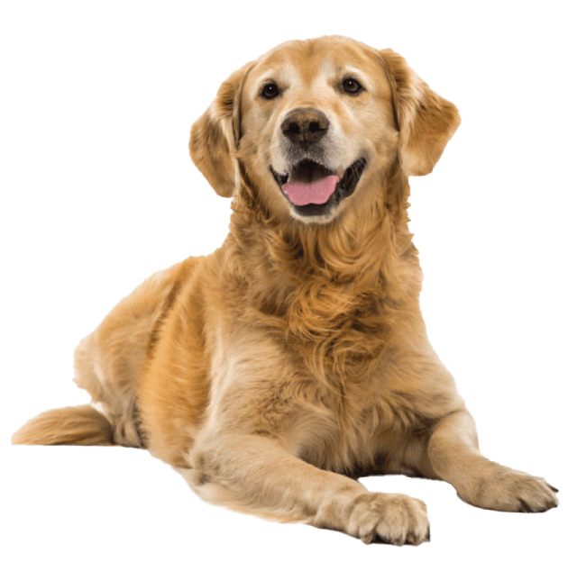 a golden retrieve dog laying on the floor