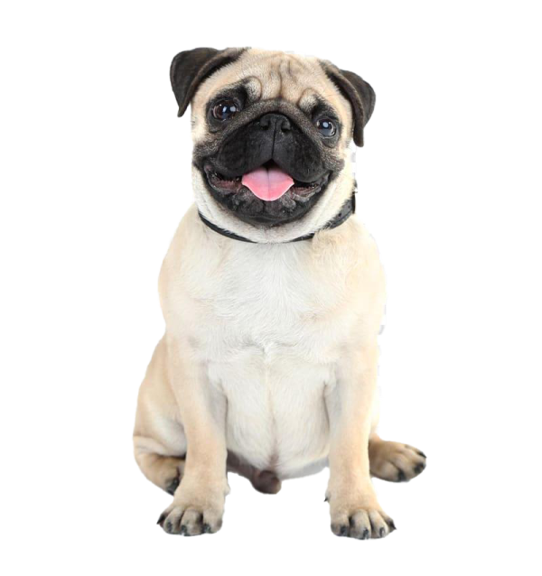 a small dog with its tongue sticking out
