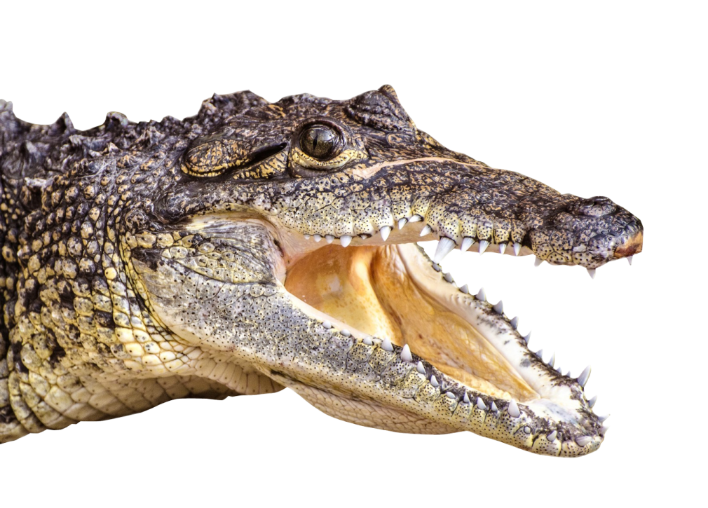 an alligator with its mouth open