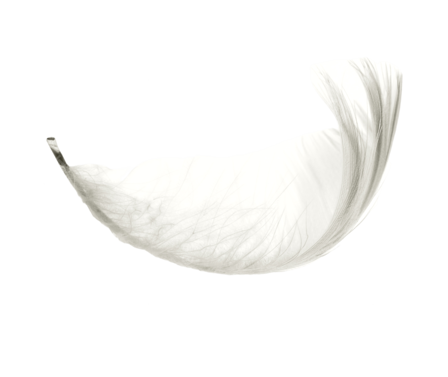 white feather on a white background