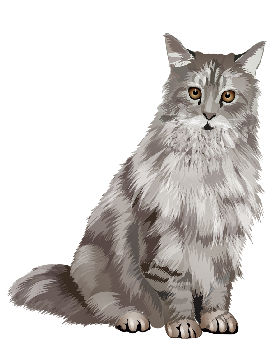 a gray cat sitting down on the floor