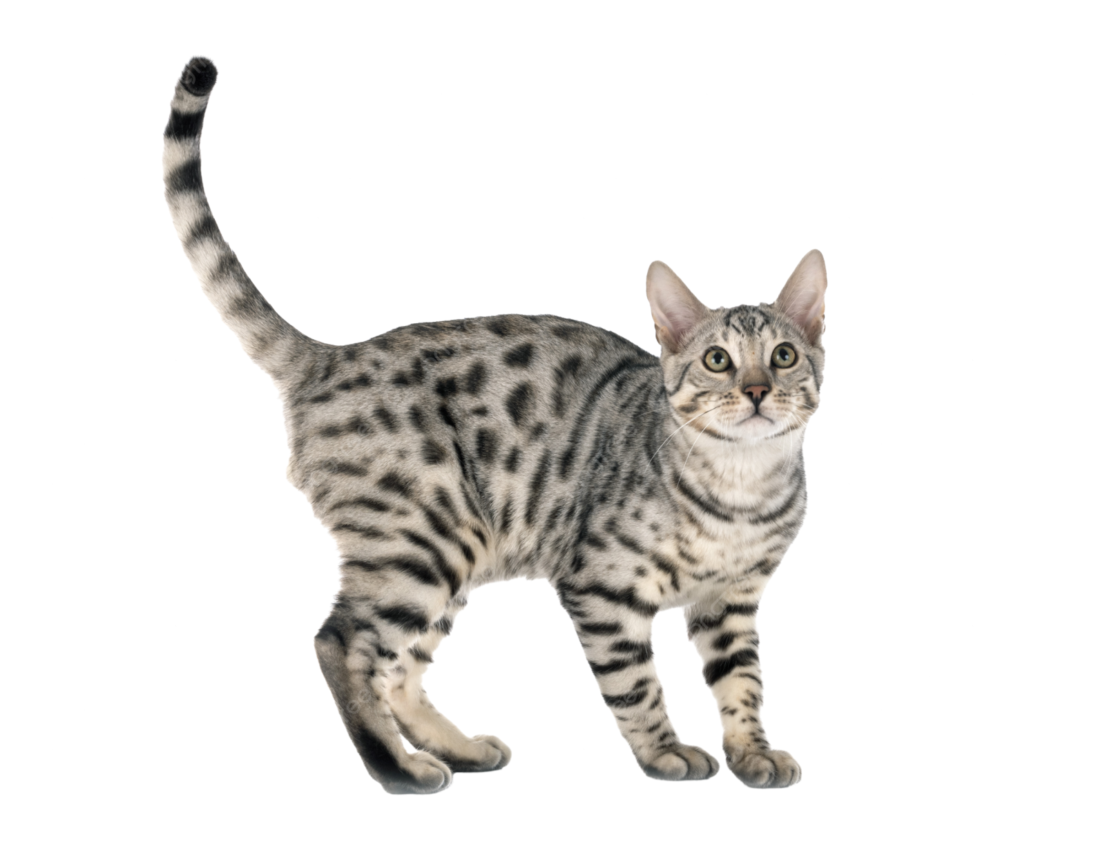 a black and white cat standing on a white background
