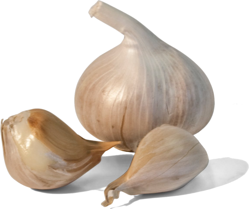 two garlic bulbs on a white background