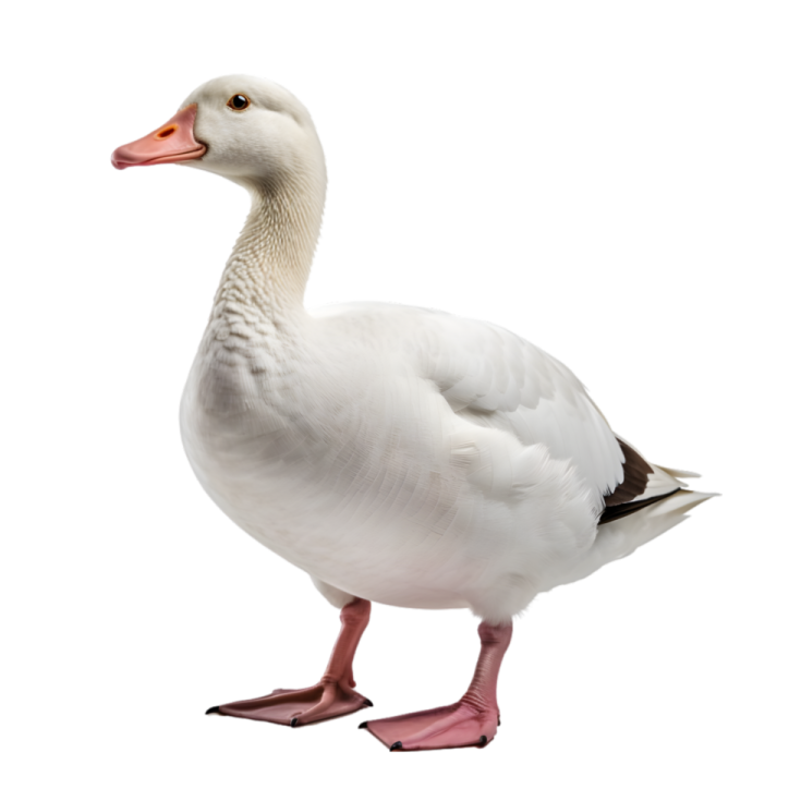 a white duck standing on its hinds