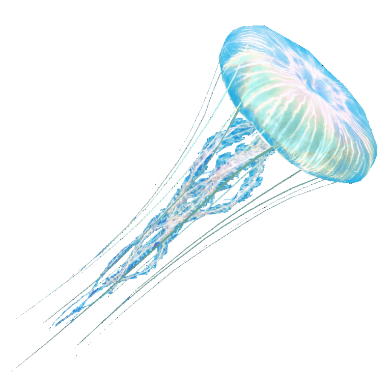 a jellyfish in the ocean