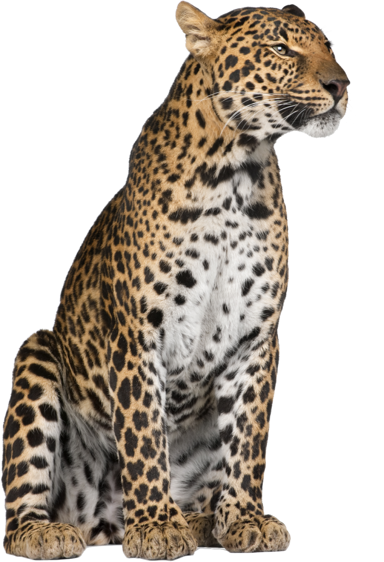 a leopard sitting in front of a white background