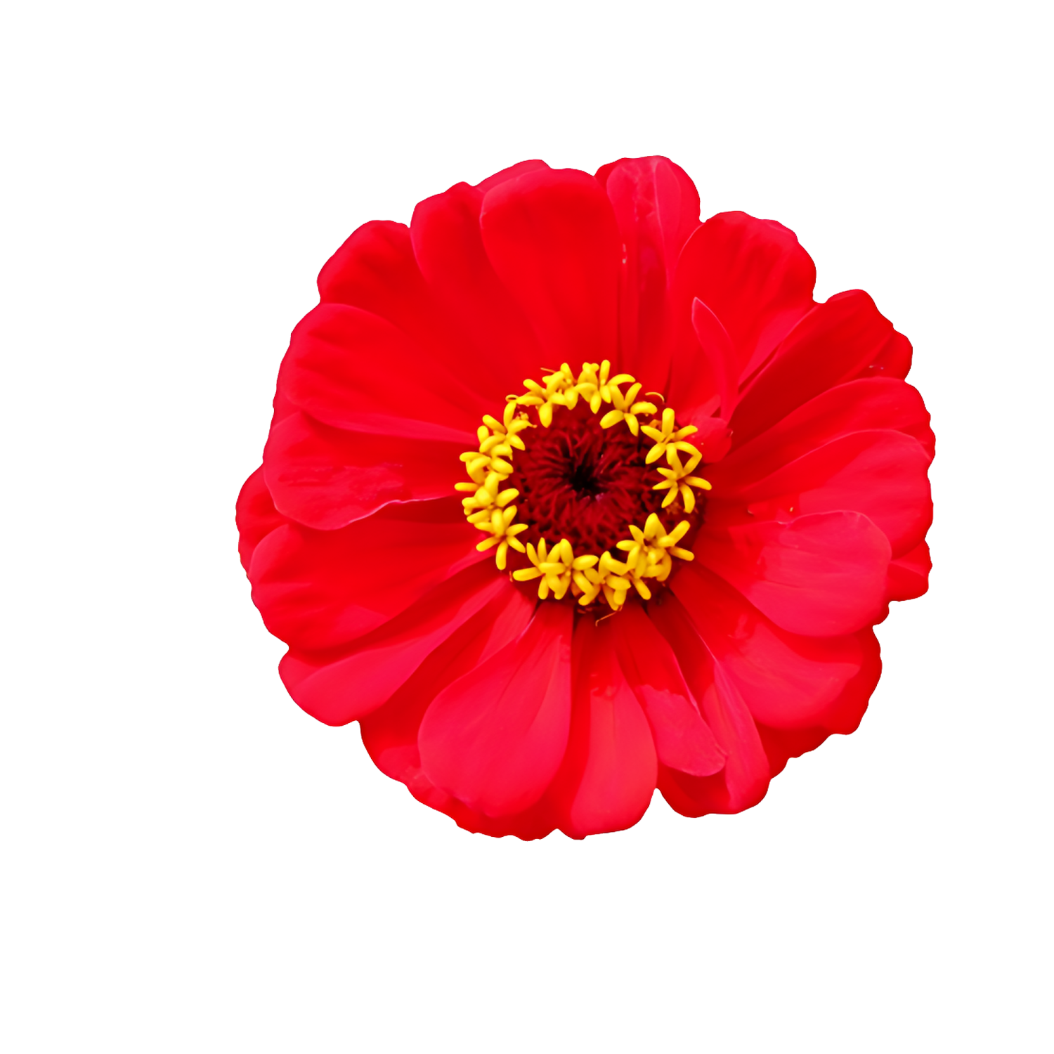 a red flower on a white background