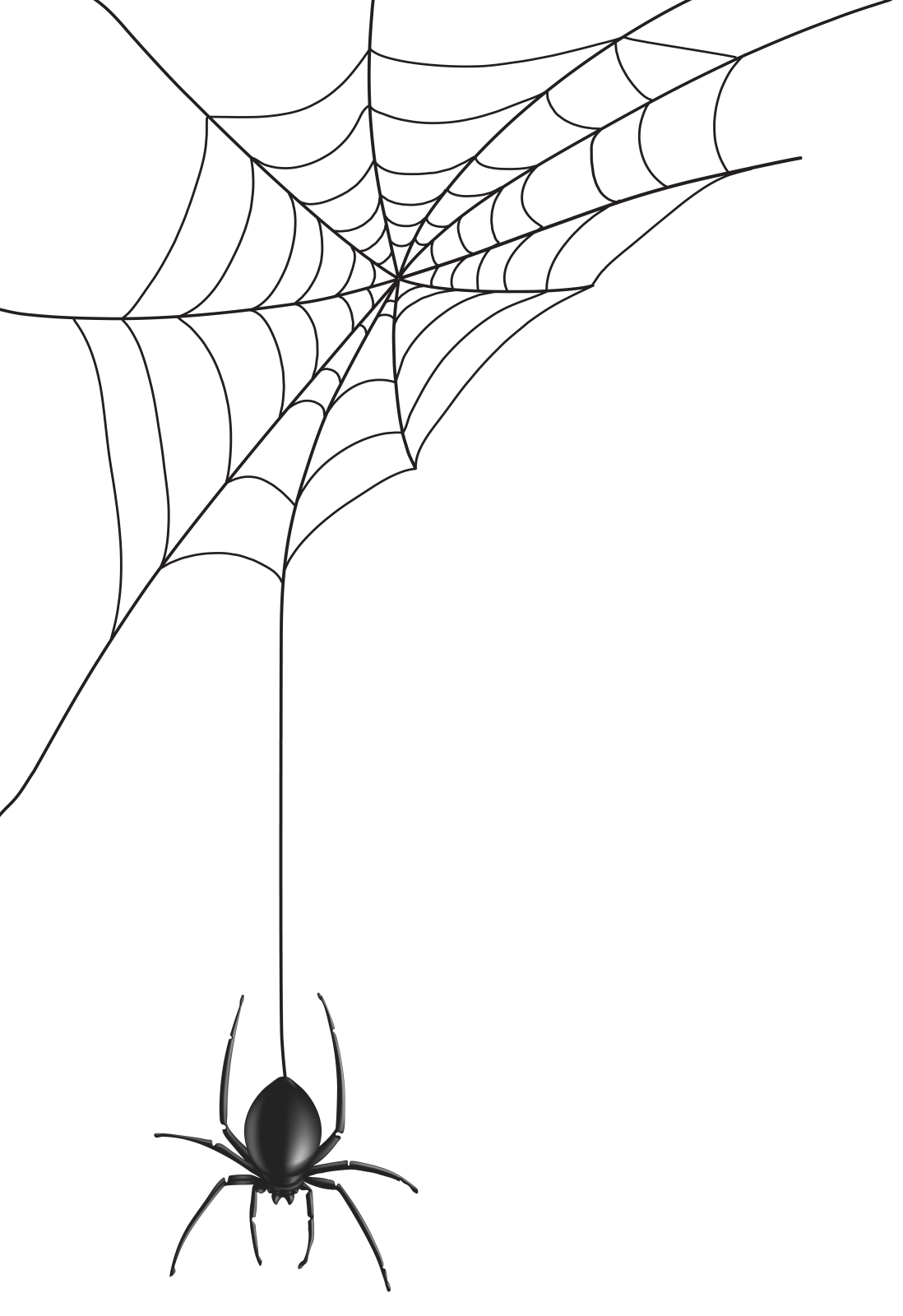 a spider with its web on the web