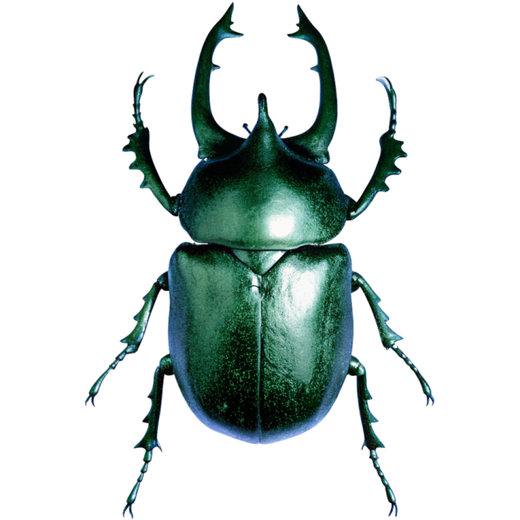 a green beetle on a white background