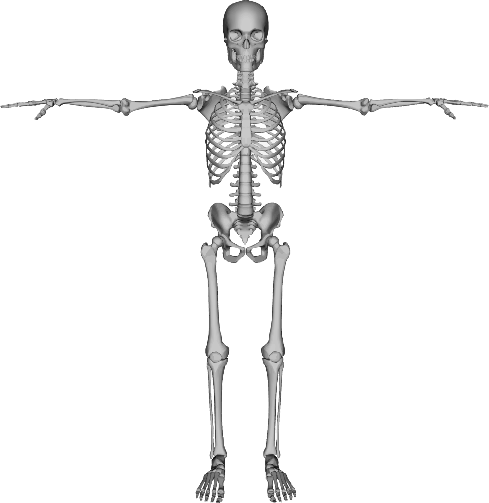 a skeleton is shown in this image