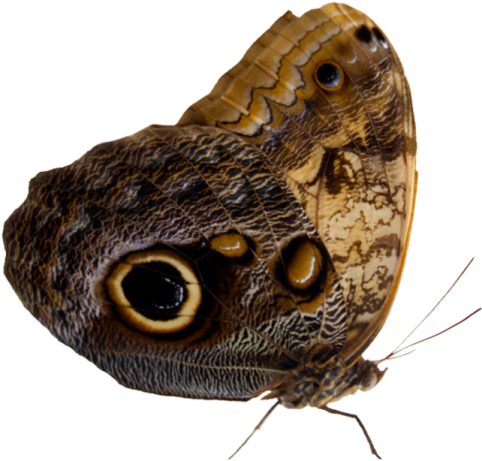 a close up of a butterfly on a white background