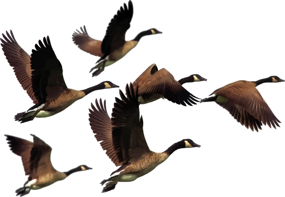 a group of birds flying in the air