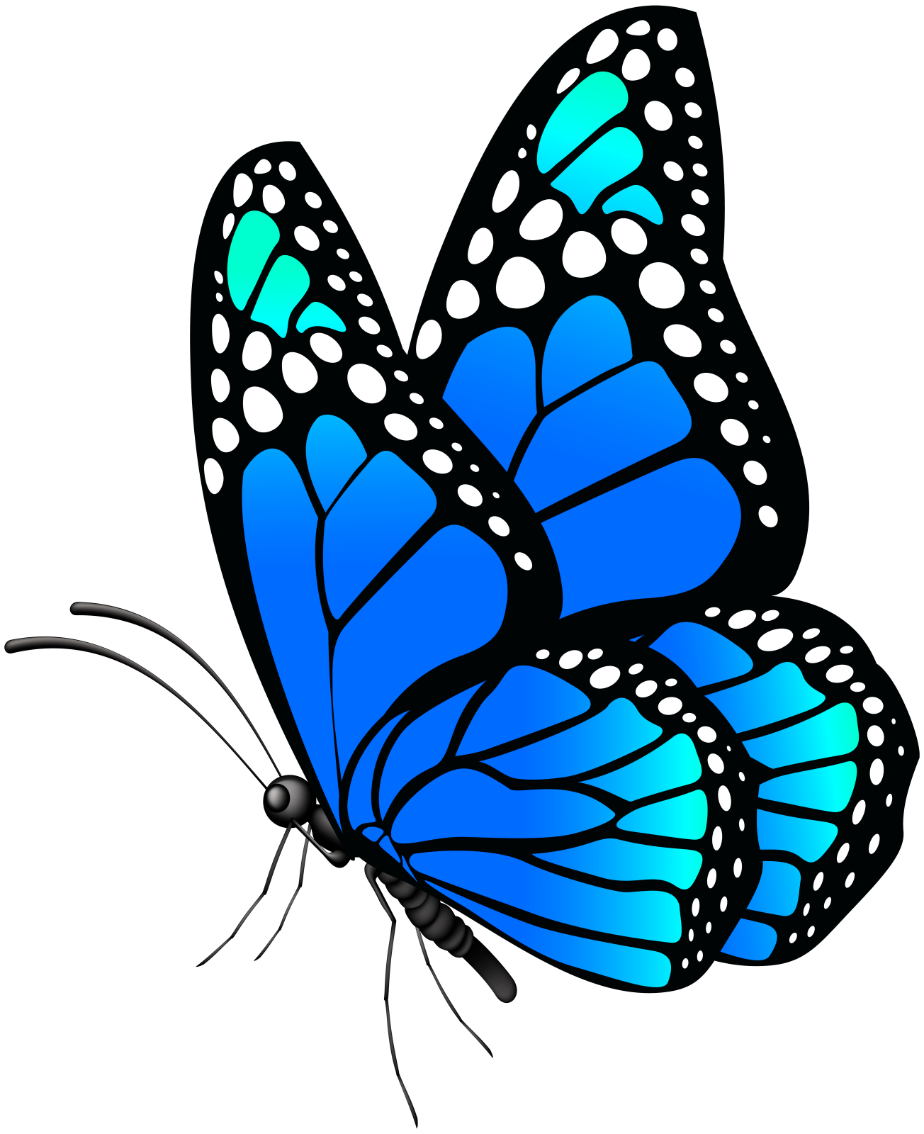 a blue butterfly on a white background